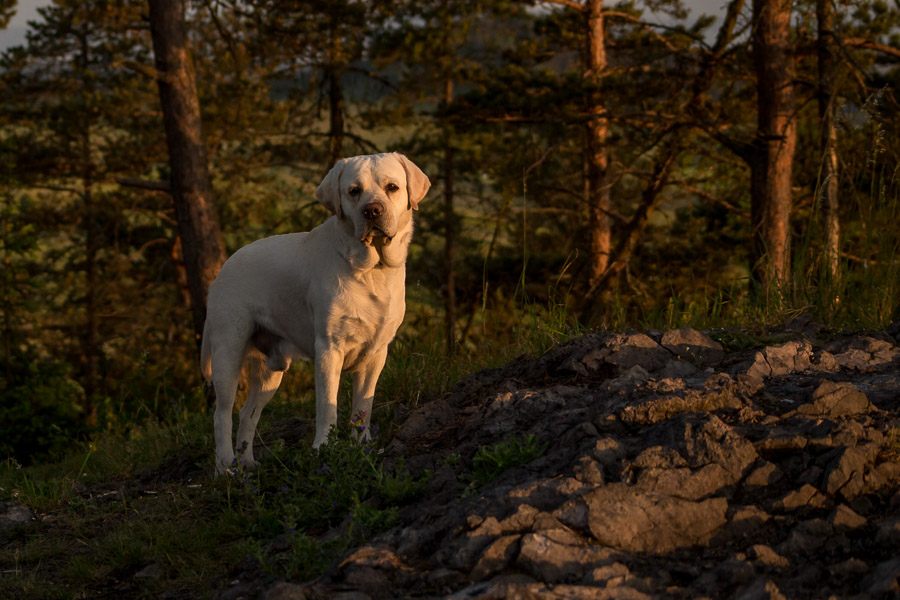 Labrador o wschodzie słońca, katarzynapaciorek.pl